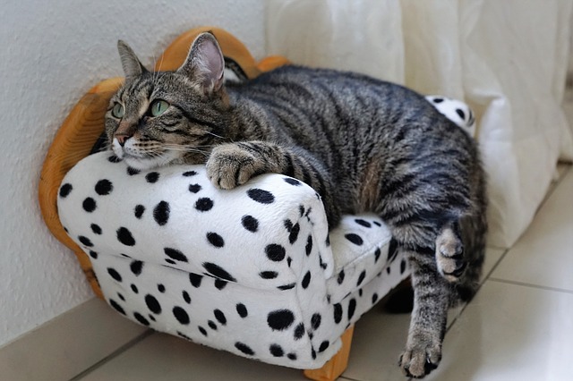 Cat on a cat couch